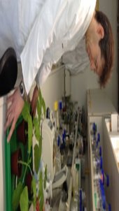 Entwicklungsleiter Dr. Frank Thieme mit Tabakpflanzen im Labor von Icon Genetics in Halle / Saale